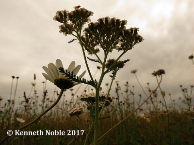 yarrow (Achillea millefolium) Kenneth Noble